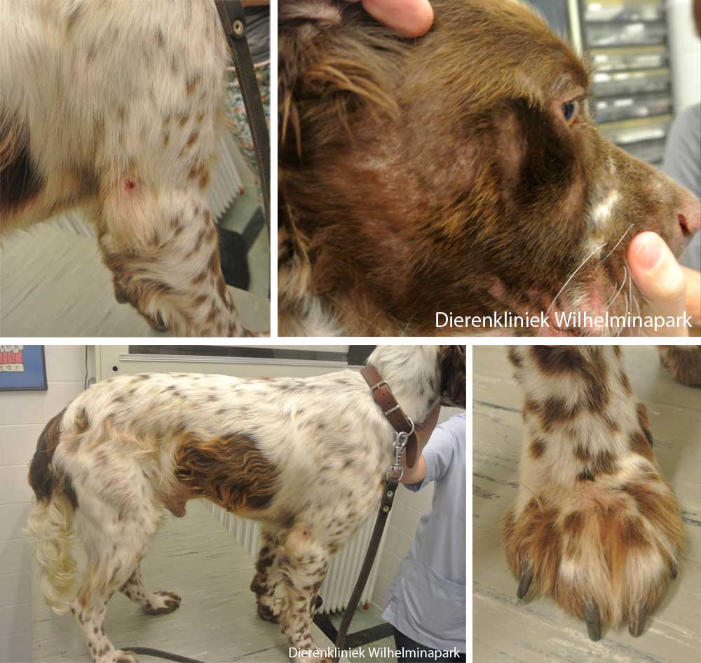 Hond uit het buitenland met kale plekken tgv demodex
